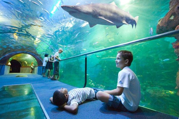 El Aquarium de San Sebastián: Descubriendo el Mar